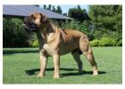 Dog Owners! Beef Knuckle Bones..Best Long-Lasting Bone for Aggressive Chewers