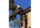 Tree Felling Contractors Sydney - Ben's Tree And Garden Services