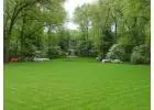 Premium Natural Lawn Grass for Lush Green Spaces