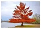 Bald Cypress Tree | Buy Online with Free Delivery & Planting