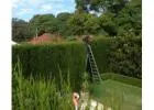 Tree Pruning in Sydney