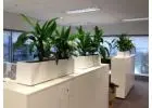 Best Indoor Office Plants Melbourne for Modern Workspaces